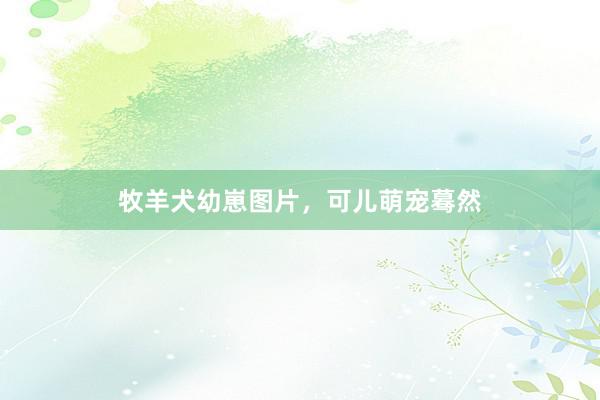 牧羊犬幼崽图片，可儿萌宠蓦然